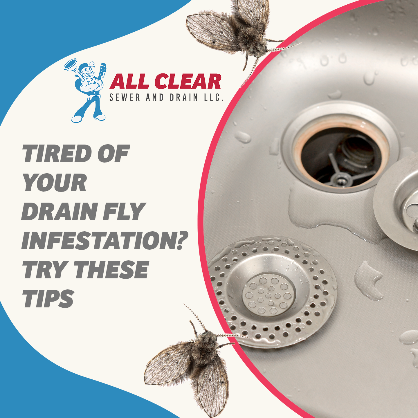 Tired of Your Drain Fly Infestation? Try These Tips All Clear Sewer